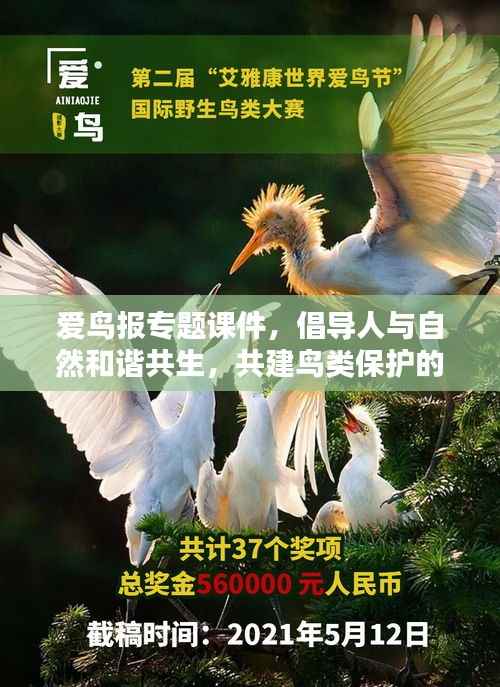 爱鸟报专题课件,倡导人与自然和谐共生,共建鸟类保护的美好未来