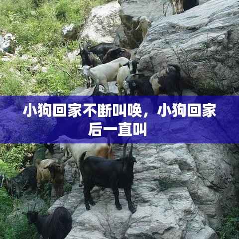 小狗回家不断叫唤,小狗回家后一直叫