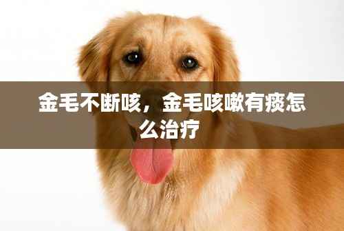 金毛不断咳,金毛咳嗽有痰怎么治疗