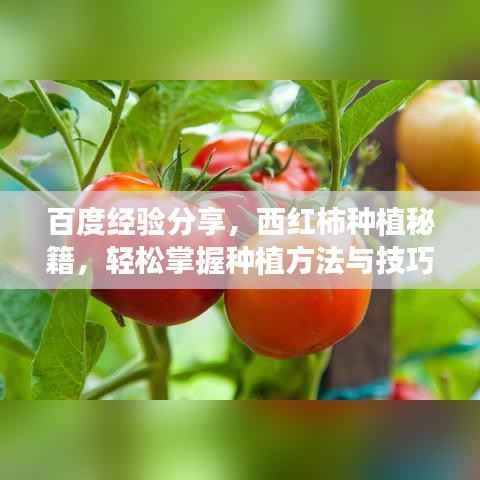 百度经验分享,西红柿种植秘籍,轻松掌握种植方法与技巧!