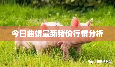 今日曲靖最新猪价行情分析