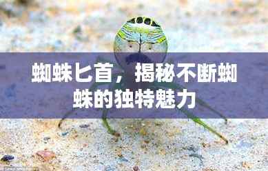 蜘蛛匕首,揭秘不断蜘蛛的独特魅力