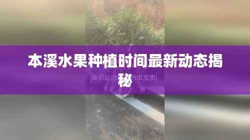 本溪水果种植时间最新动态揭秘