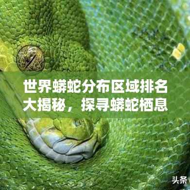 世界蟒蛇分布区域排名大揭秘,探寻蟒蛇栖息地的奥秘
