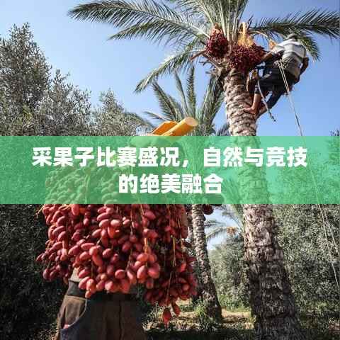 采果子比赛盛况,自然与竞技的绝美融合
