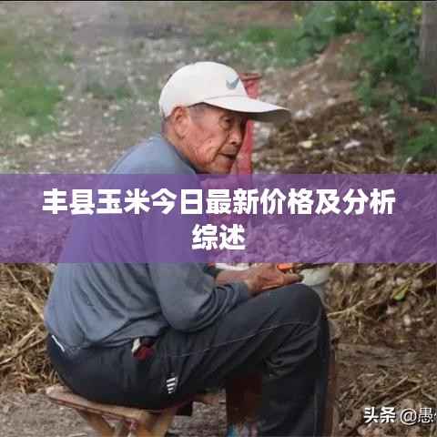 丰县玉米今日最新价格及分析综述